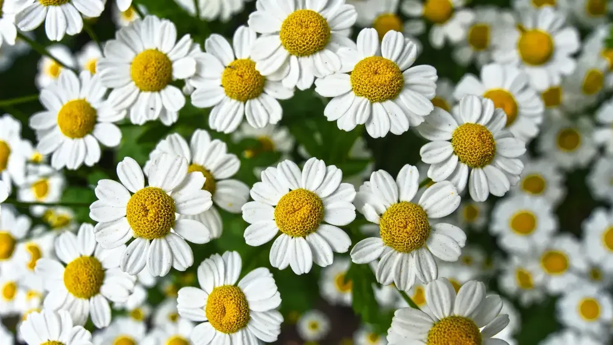 Benefits of Bisabolol for Skin: Understanding its Uses and Effects 