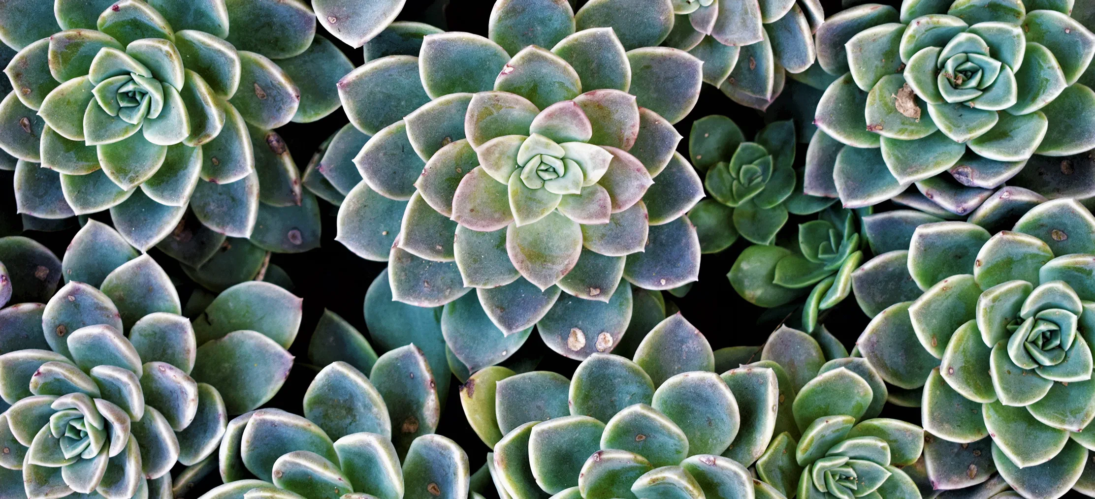 Best Plants for Bedroom Air Quality: Enhance Your Space