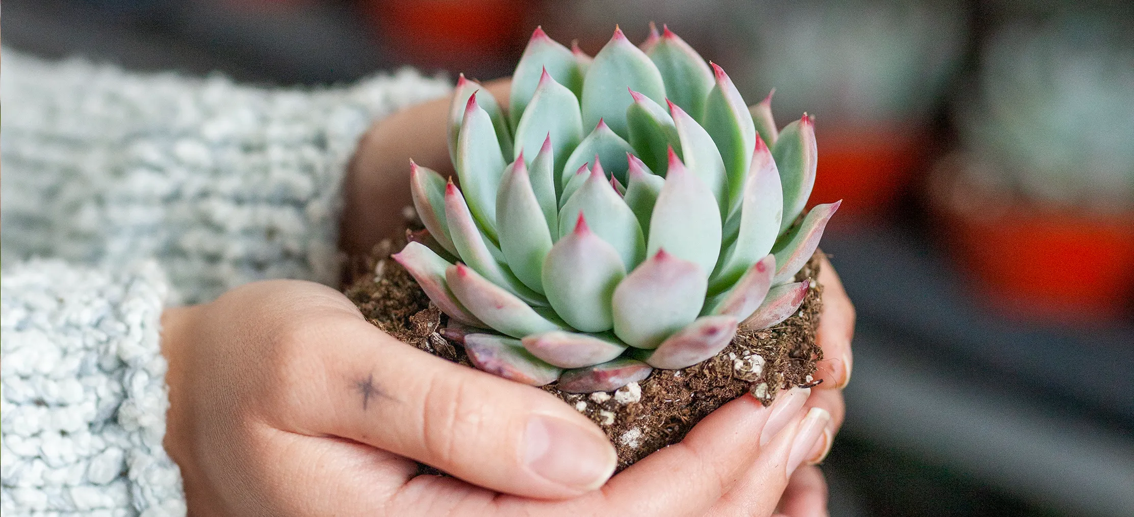 Why Are My Succulents Dying? Common Issues & Solutions