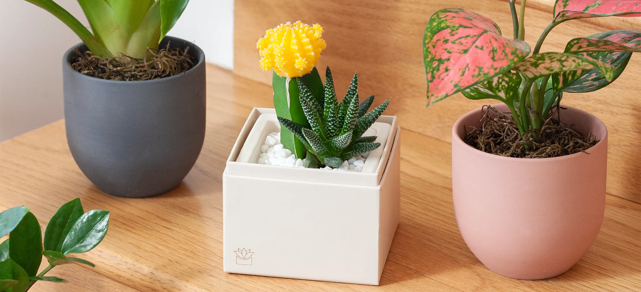 Essential Guide to Succulent Light Requirements
