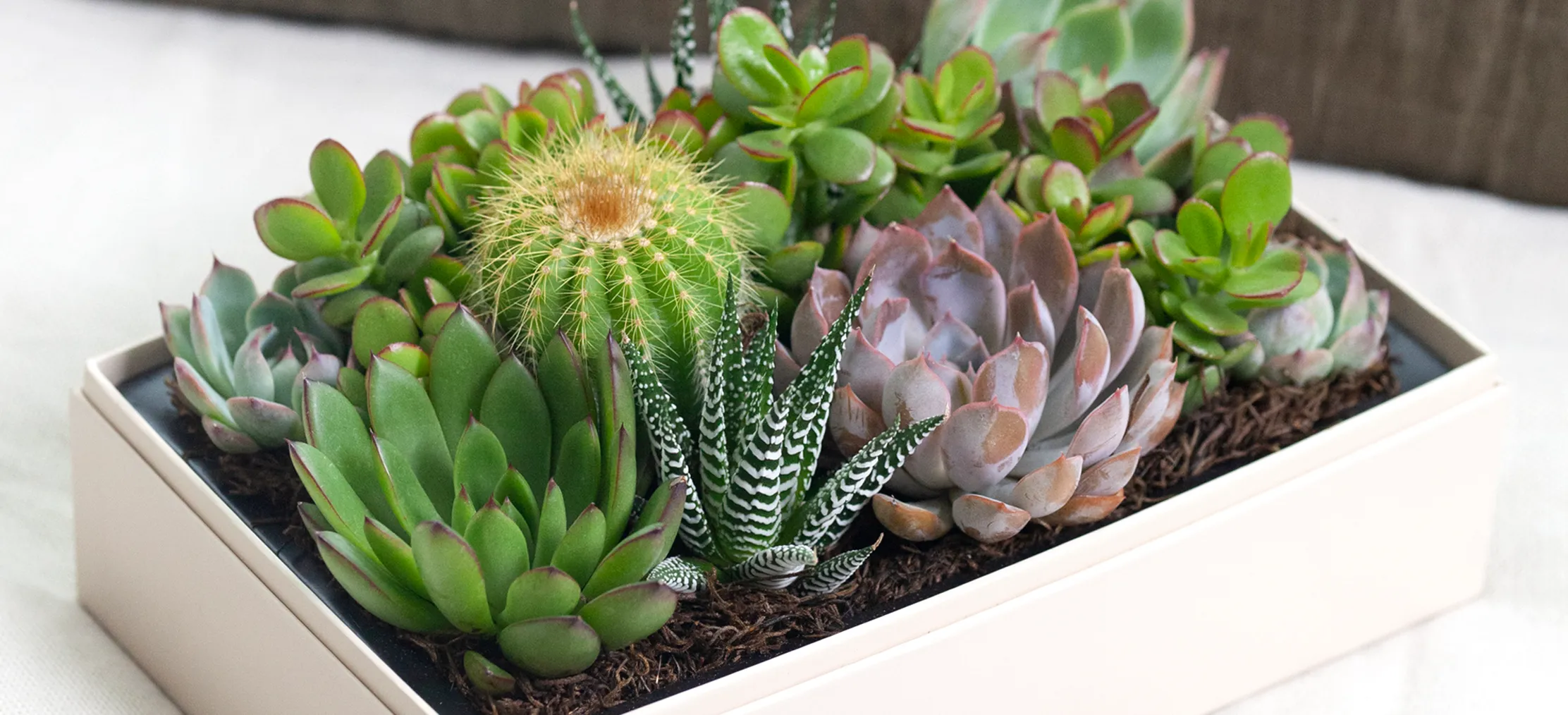 Cactus for Office Feng Shui: Enhancing Your Workspace