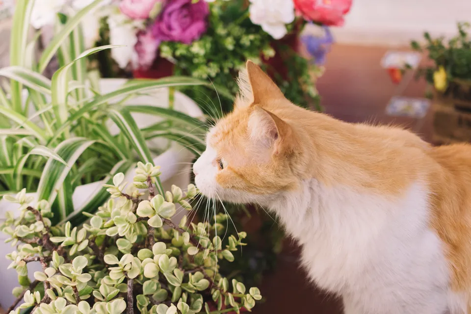 Are Succulents Safe for Cats? Insights for Caring Cat Owners