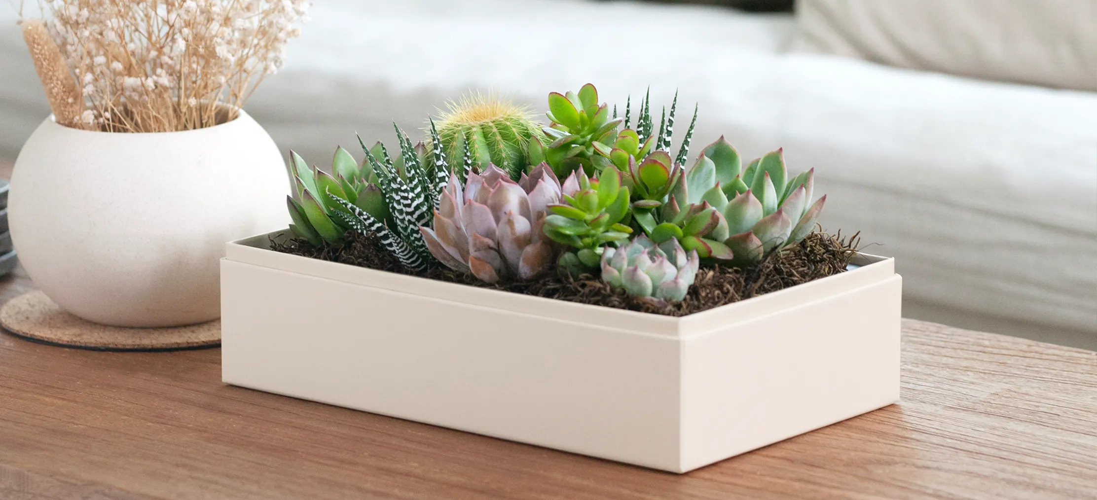 Holiday Gift Ideas: Unique Succulent Gifts for Plant Enthusiasts