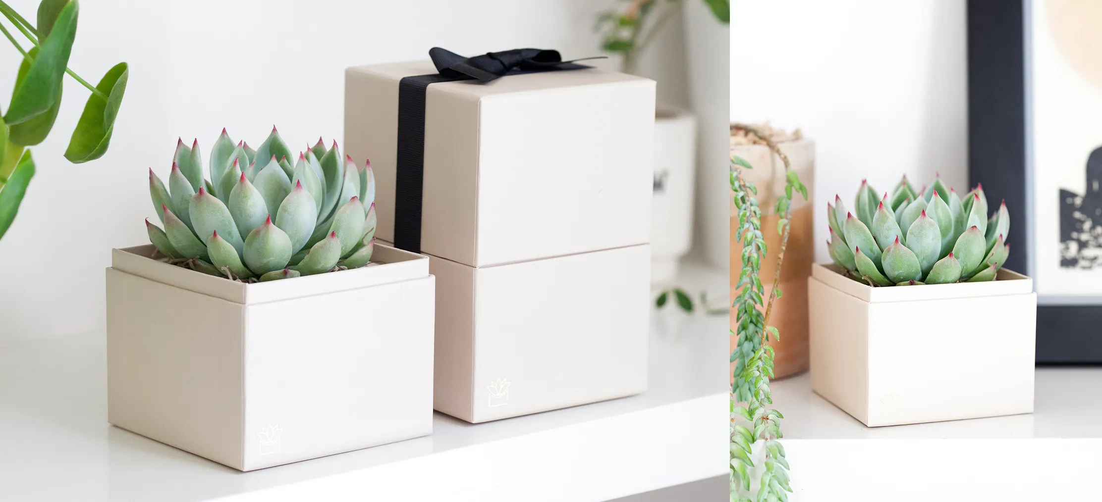Do Succulents Prefer Sunlight or Shade?