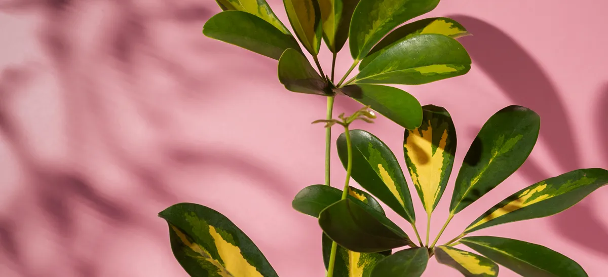 Do Money Trees Need Sun? Your Complete Care Guide