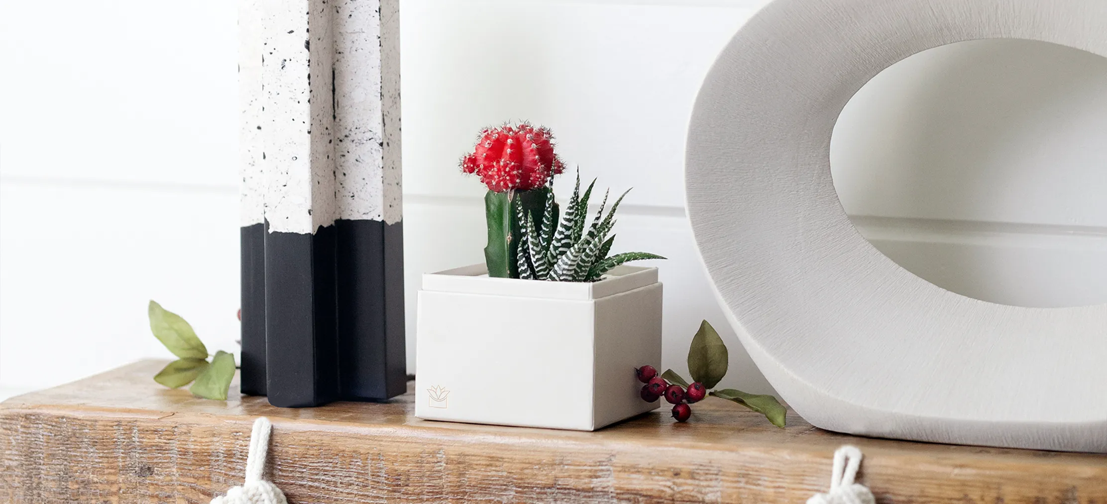 Why Succulents Make Perfect Gifts: Unpacking Their Symbolic Meaning