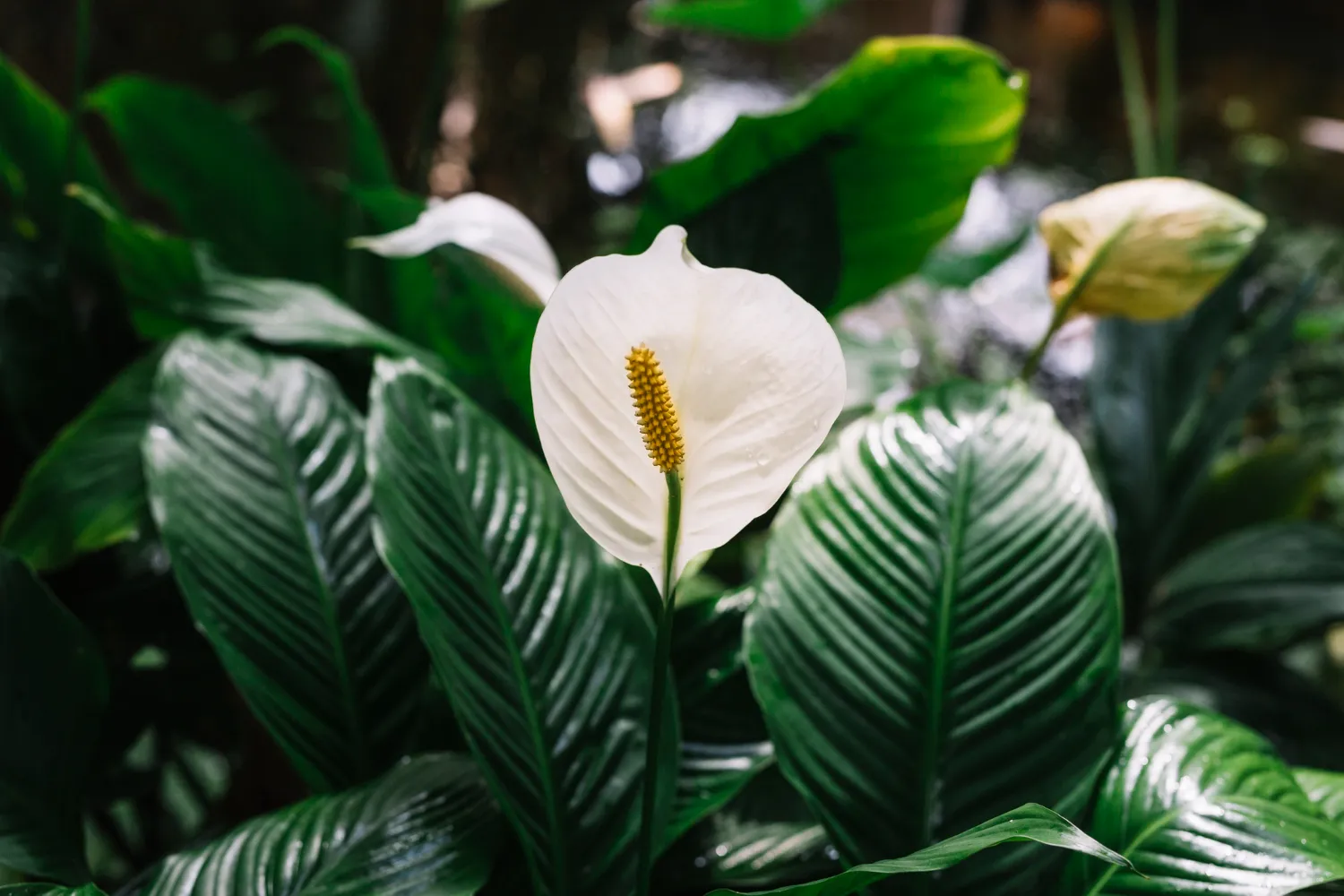 Exploring Peace Lily Meaning: Benefits and Feng Shui Insights