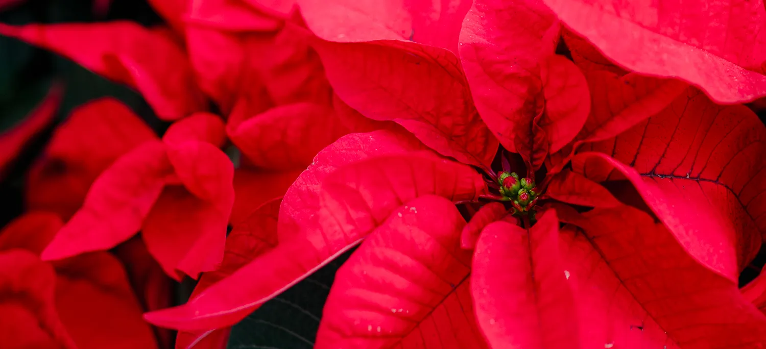 The Meaning of Poinsettias at Christmas