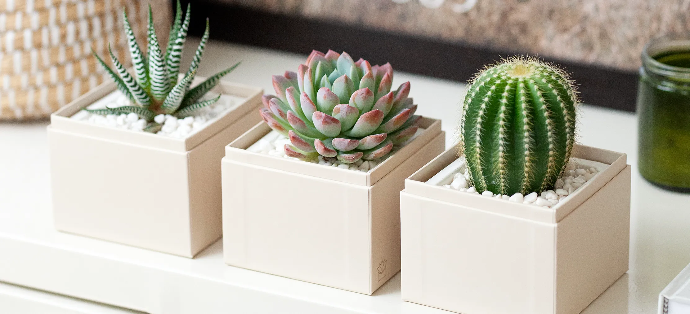 Enhance Your Workspace with Office Desk Plants