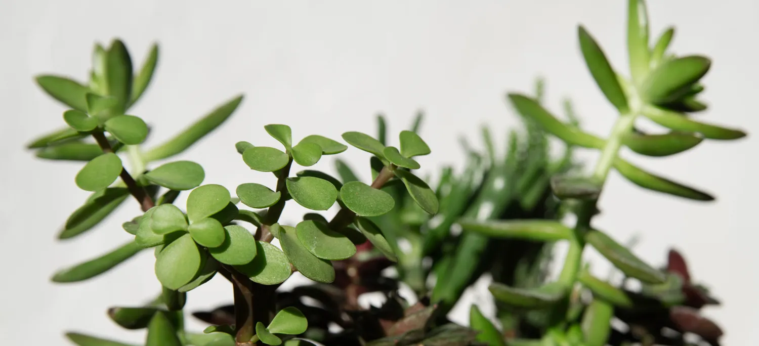 Brighten Your Office: Plants for No Natural Light