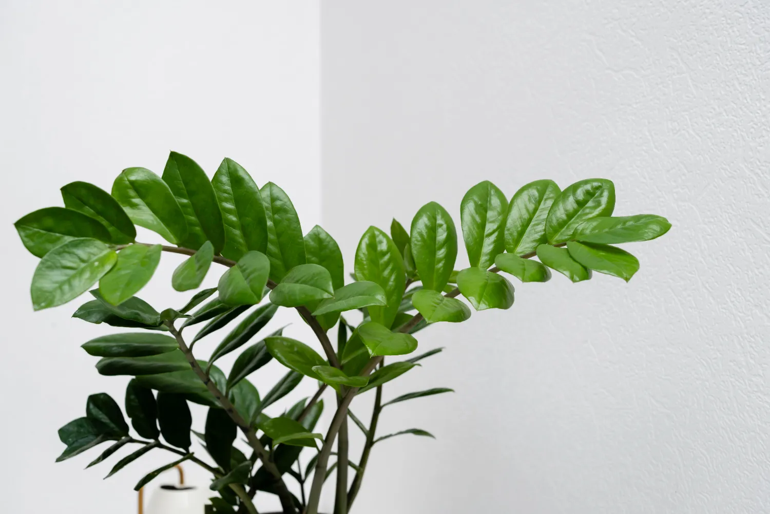 Mastering Care for ZZ Plant: Light Needs and Common Issues