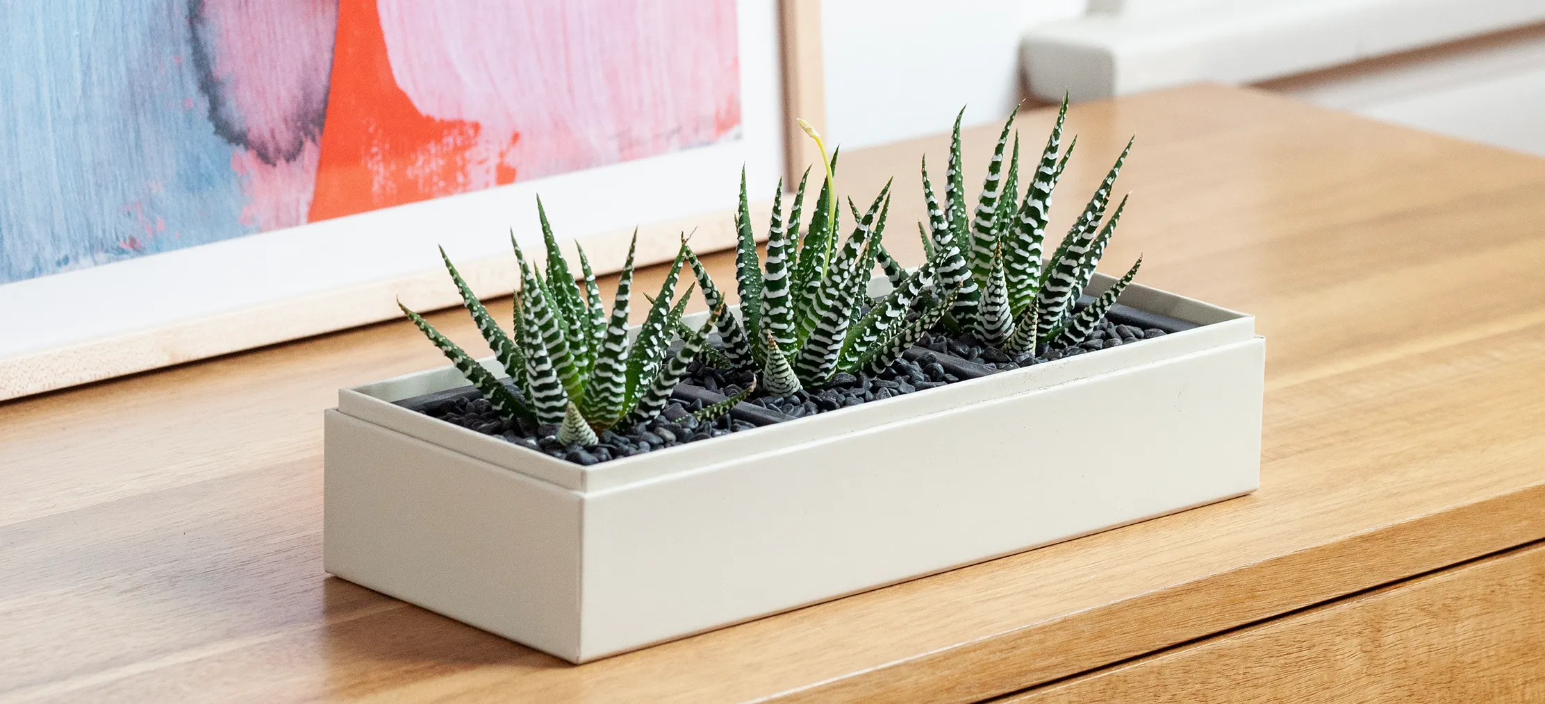 Maximize Your Zebra Plant Succulent's Health with These Care Tips
