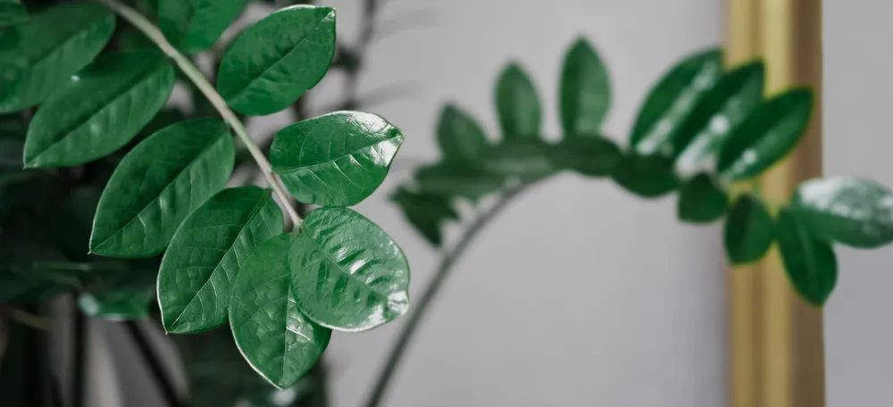 Create a Calm Atmosphere: ZZ Plant Benefits for Home and Office