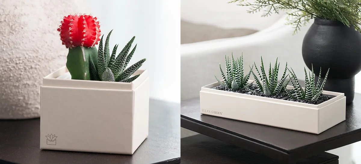 Discover Why Succulents Make Thoughtful Christmas Gifts for All