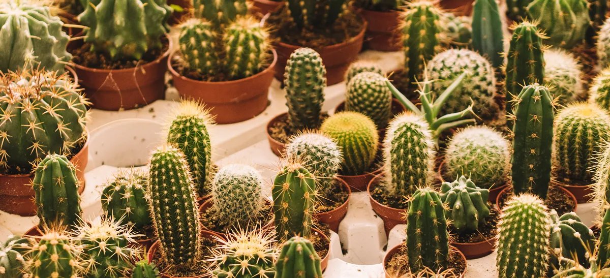 初版 サボテン全書　all about cactus サボテン全書 All about CACTUS | パワポン・スパナンタナーノン