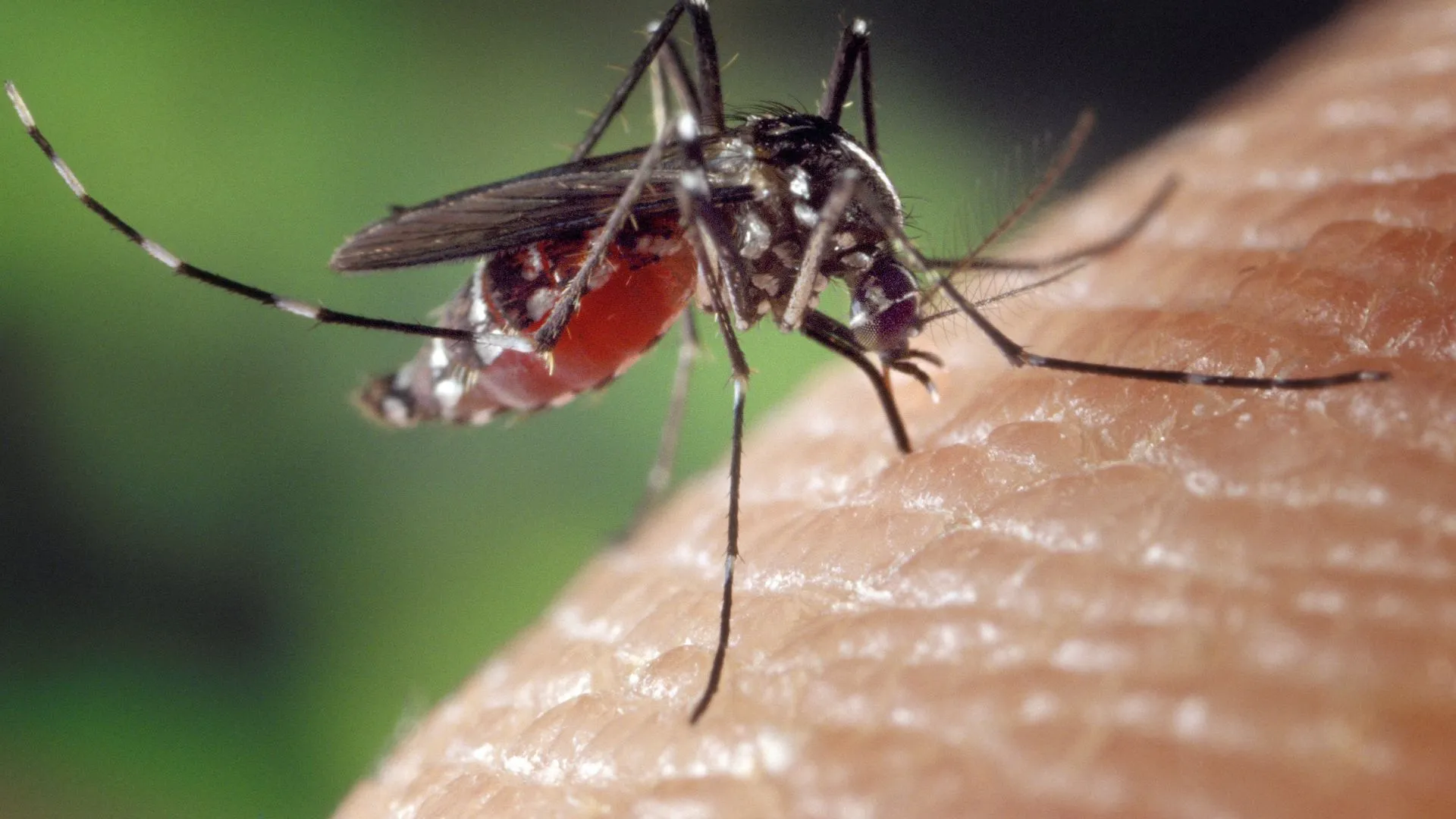 Why Are Some Blood Types More Attractive to Mosquitoes?