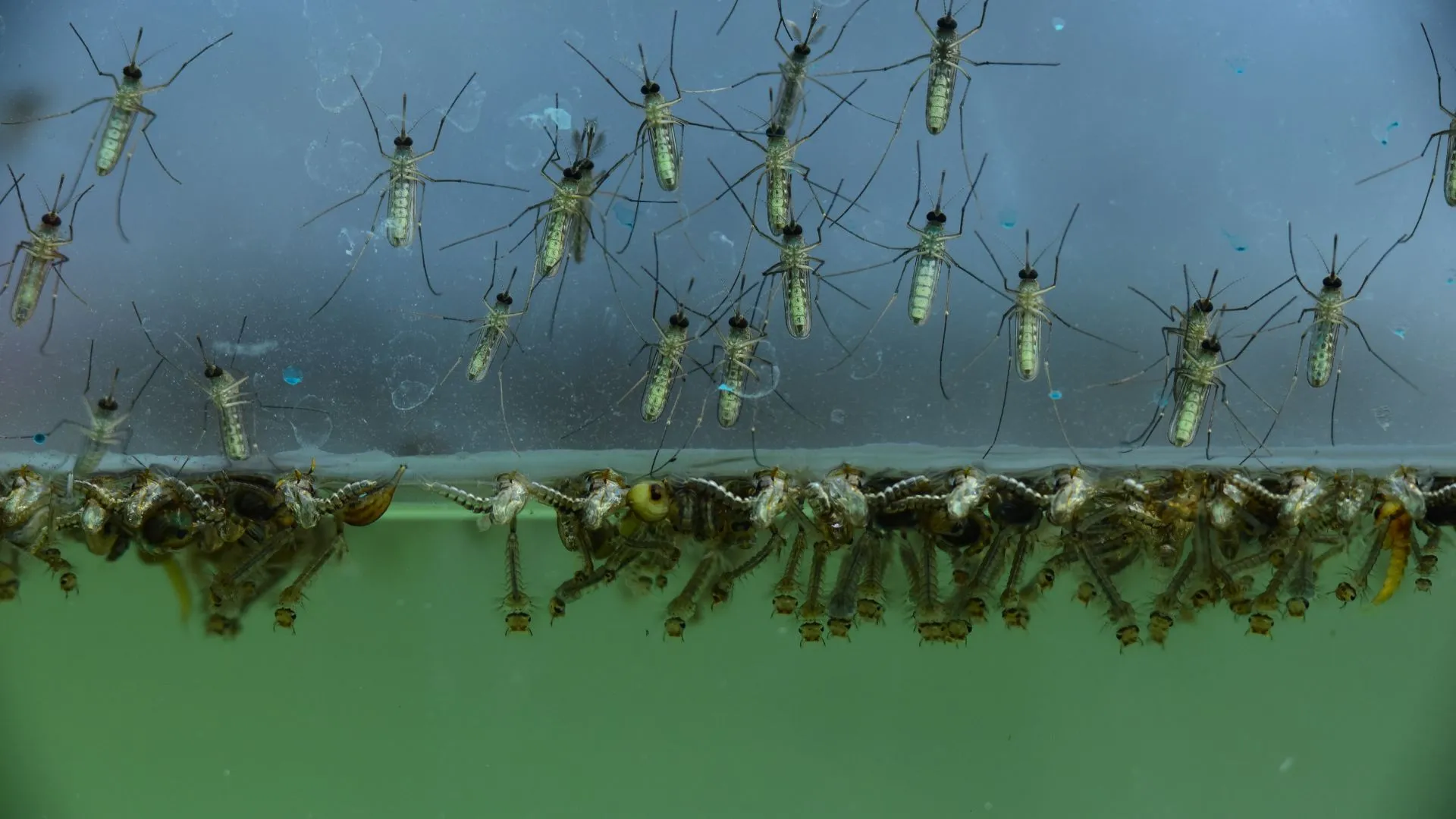 How to Remove Dengue Mosquitoes from Your Home?