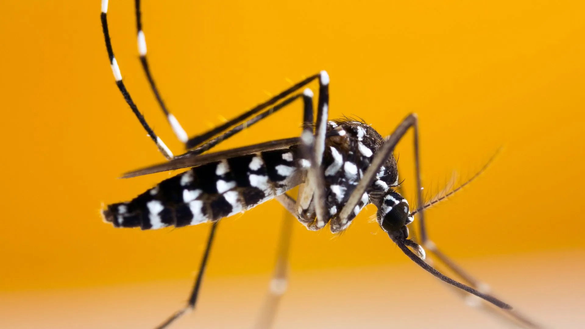 How to Protect Yourself from Female Mosquitoes that Cause Malaria?