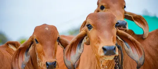 The Power of Gomutra Arka: Unlocking the Potential of Ayurvedic Medicine