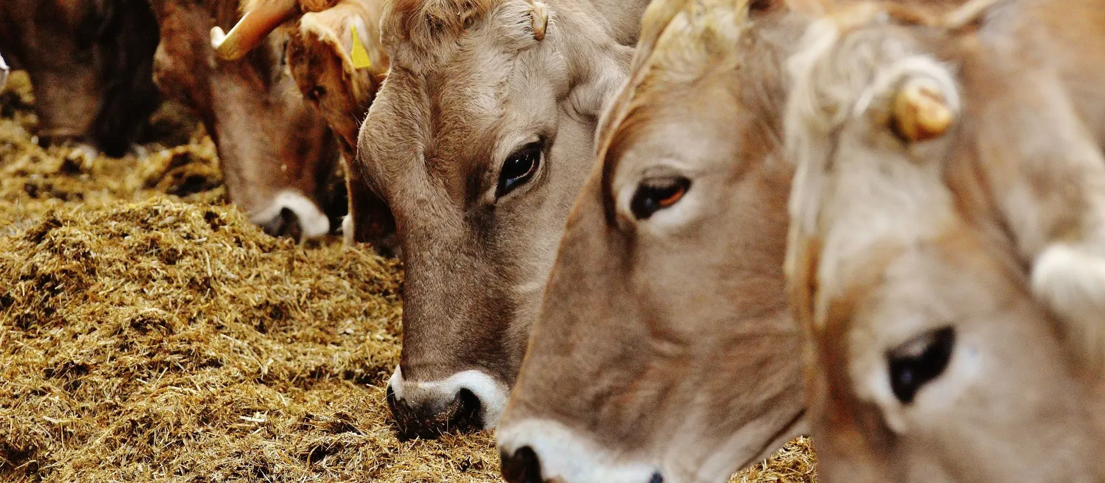 The Power of Cow Urine in Ayurveda: What You Need to Know