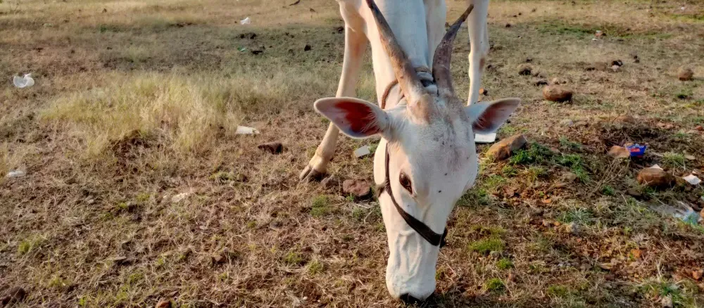 Discover the Power of Gomutra: Unlocking the Benefits of Cow Urine