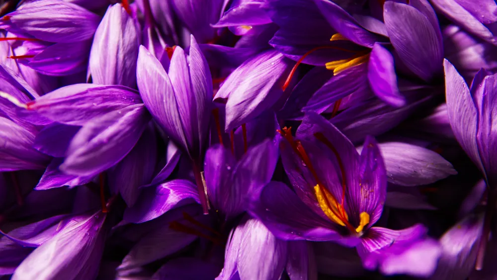 The Enchanting Kesar Flower: A Journey into the World of Saffron