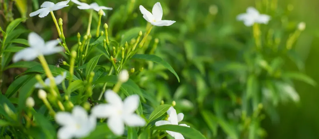 Unlocking the Power of Tagara: What is Tagara Used For?