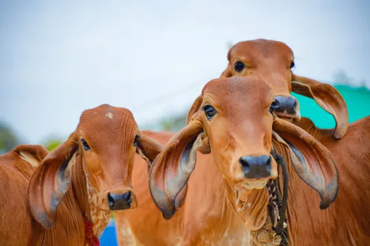 Unlocking the Power of Gomutra Ark: A Natural Remedy for Wellness