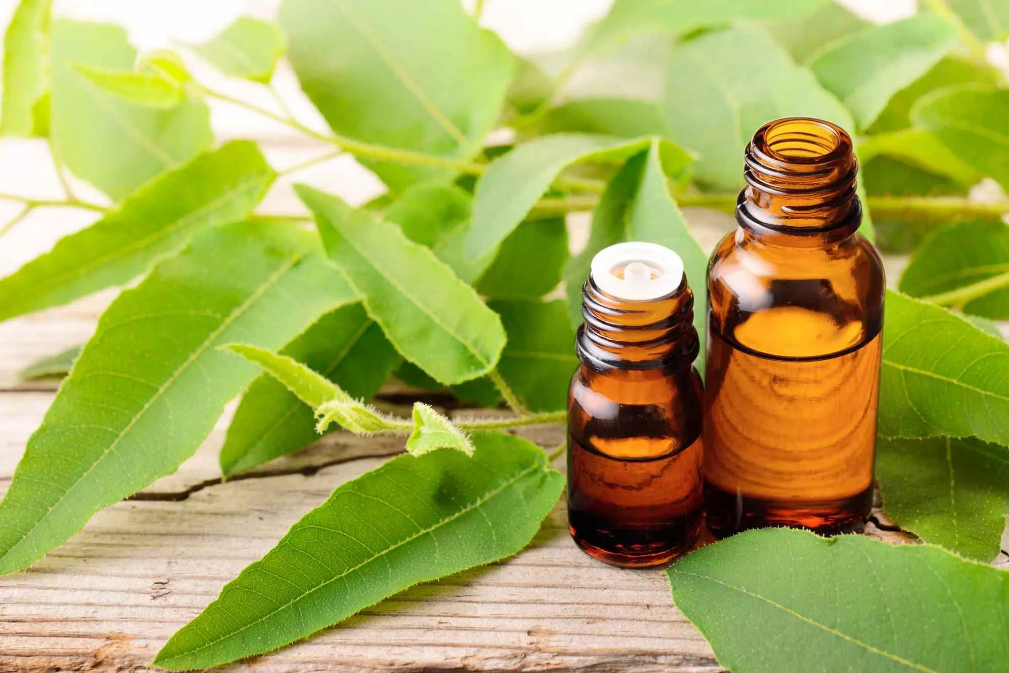 Unlock the Potential of Nilgiri Oil: A Natural Remedy for Wellness