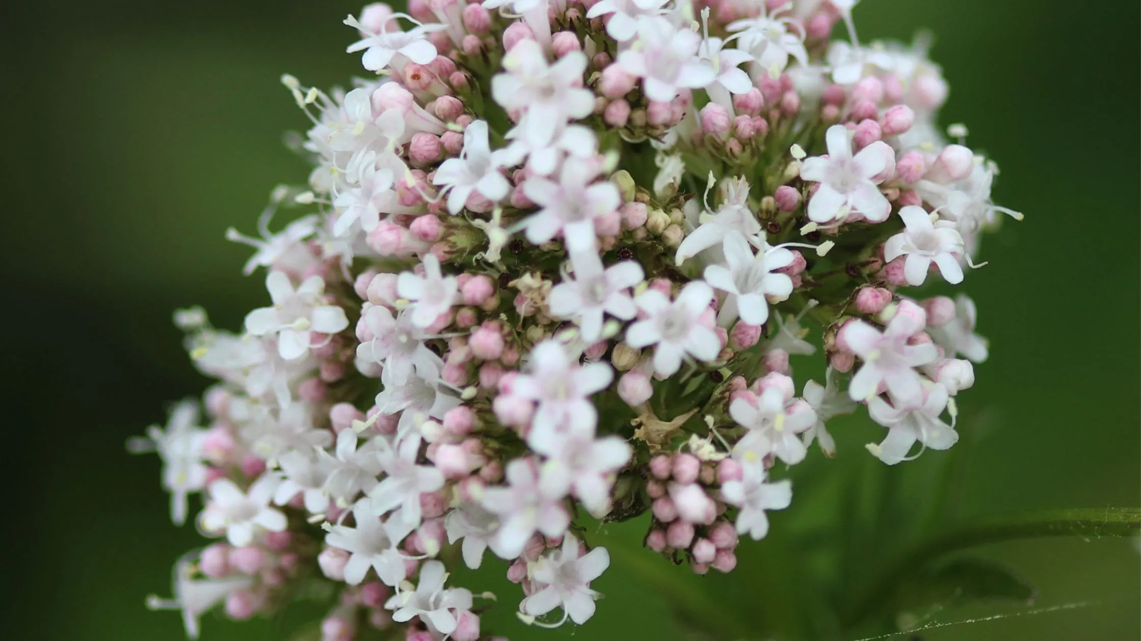 Discover the Beauty and Fragrance of Chameli Flowers