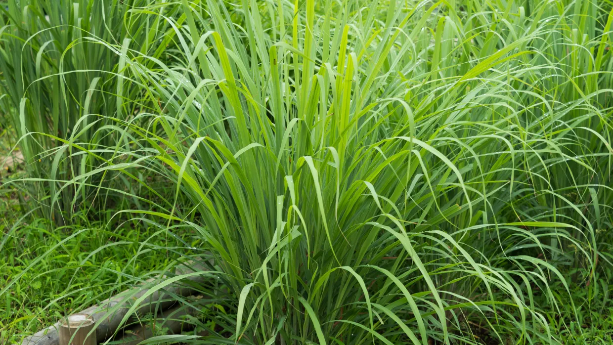 The Power of Lemongrass Oil: Benefits, Uses, and More