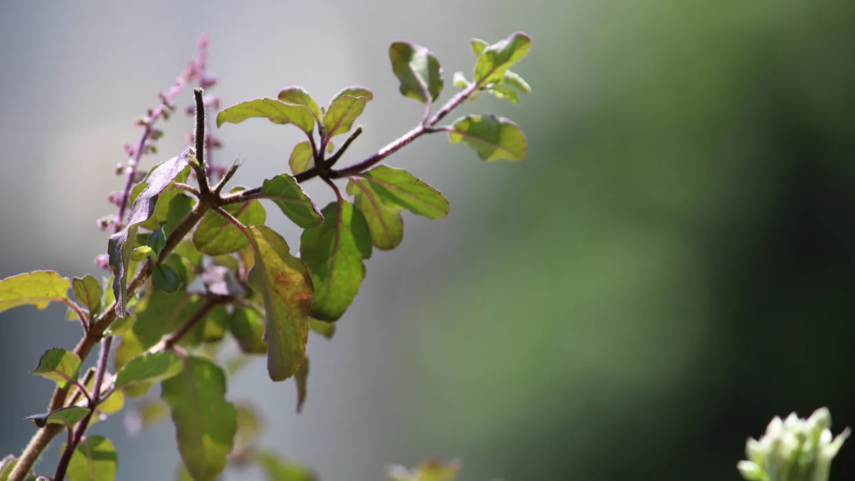 The Incredible Benefits of Tulsi Leaves for Your Health and Well-being