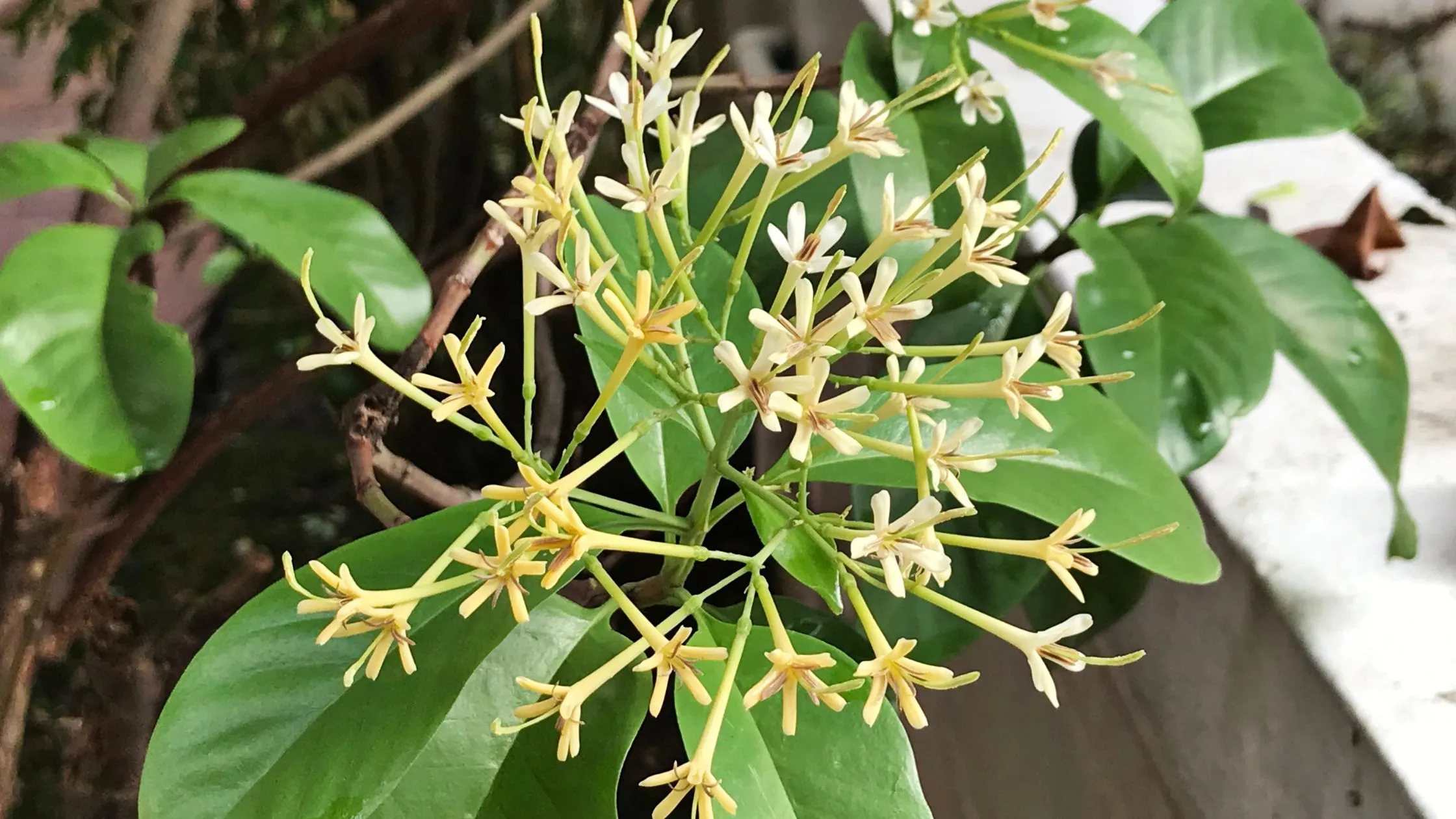 Discover the Incredible Benefits of Jasmine Oil