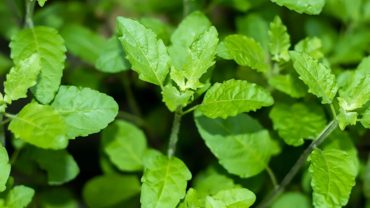 The Incredible Benefits of Tulsi Leaves for Hair: Unlock Your Hair's Full Potential