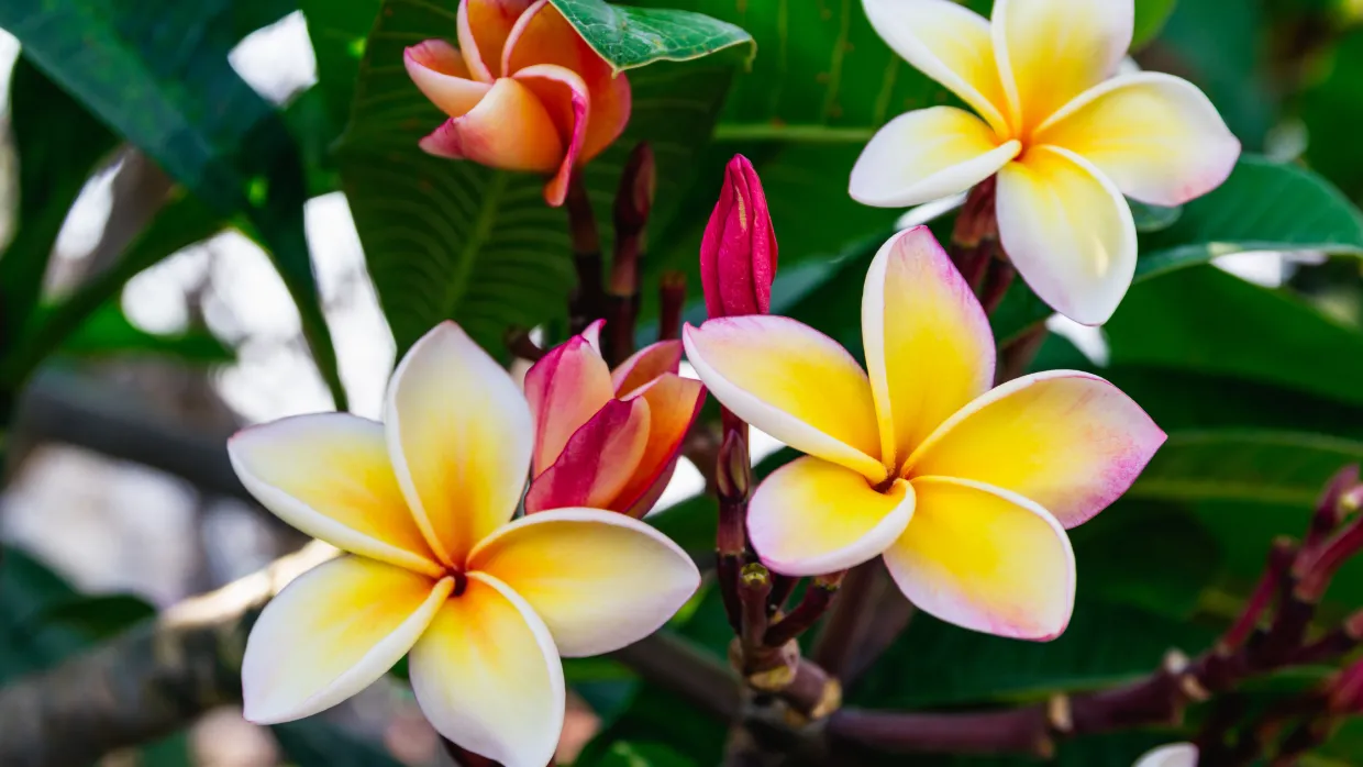 The Health Benefits of Champa Flower: A Natural Wonder