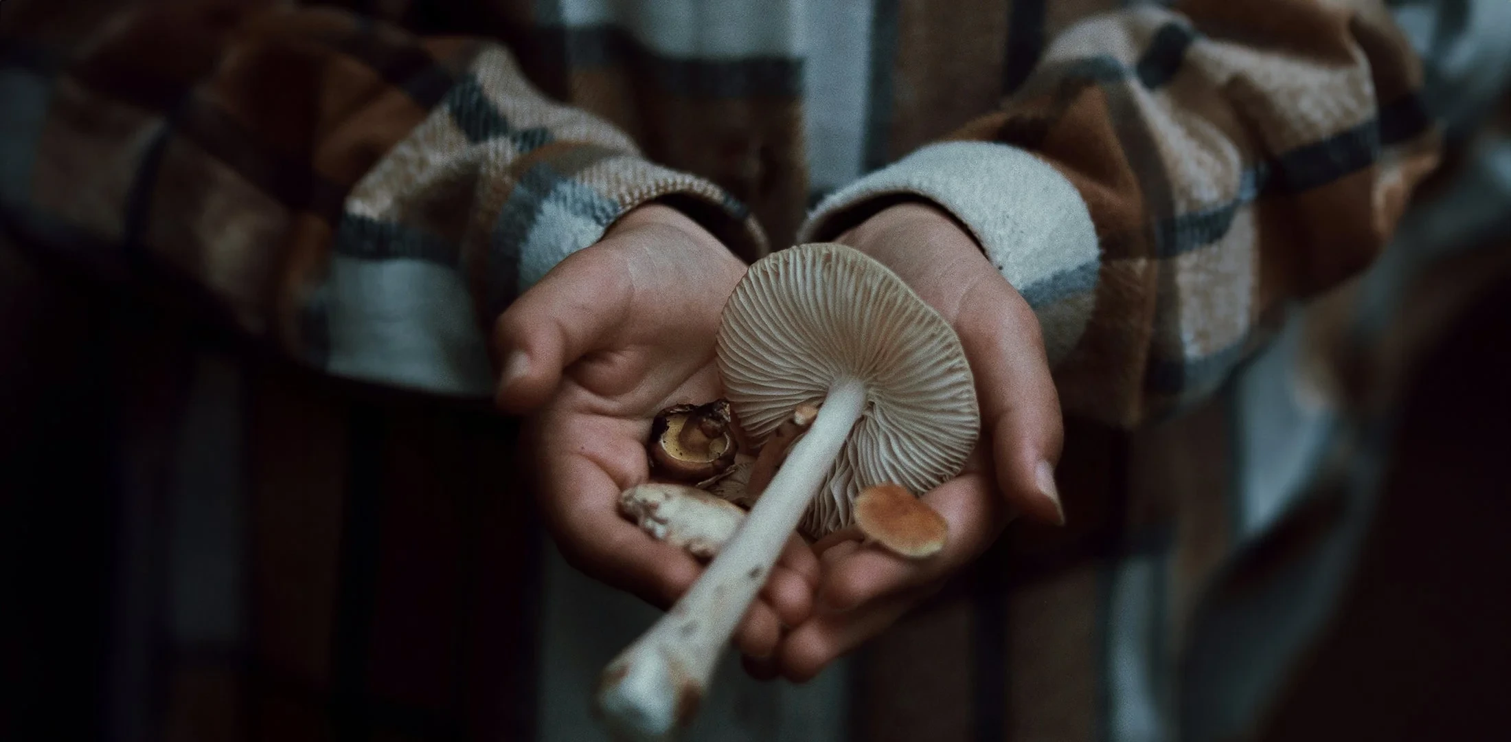 Essential Checklist for Understanding Cordyceps Compounds & Benefits