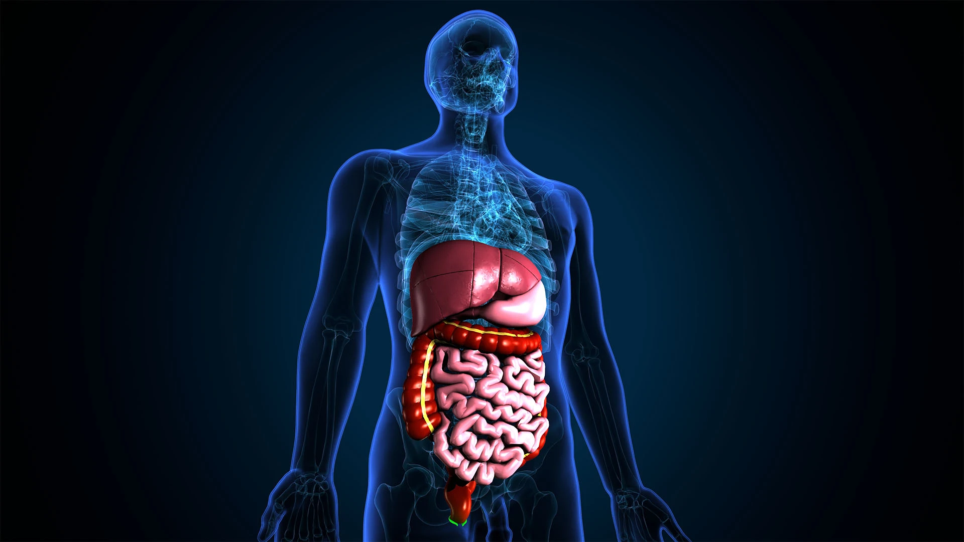 Bioavailability Enhancers: Complete Guide to Absorption