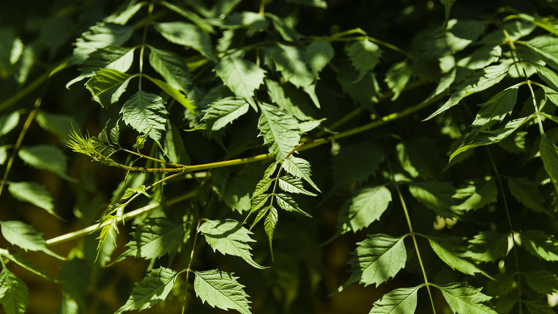 7 Essential Benefits of Drinking Boiled Neem Leaf Water