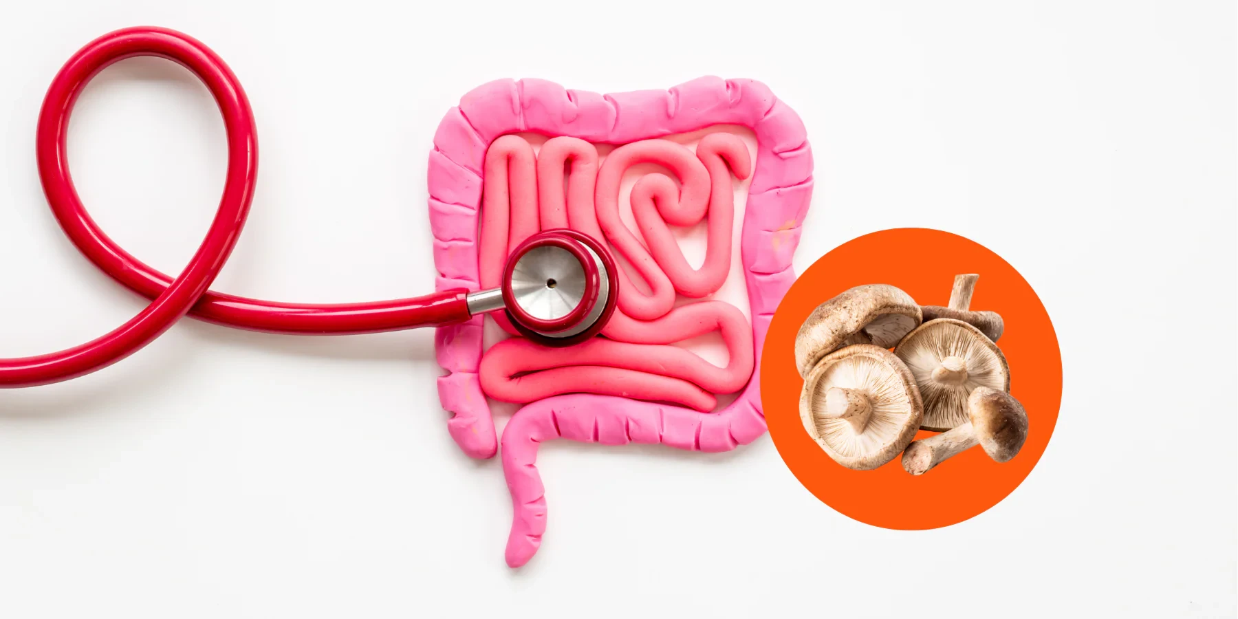 Digestive Health 101: Mushrooms & MCTs Explained
