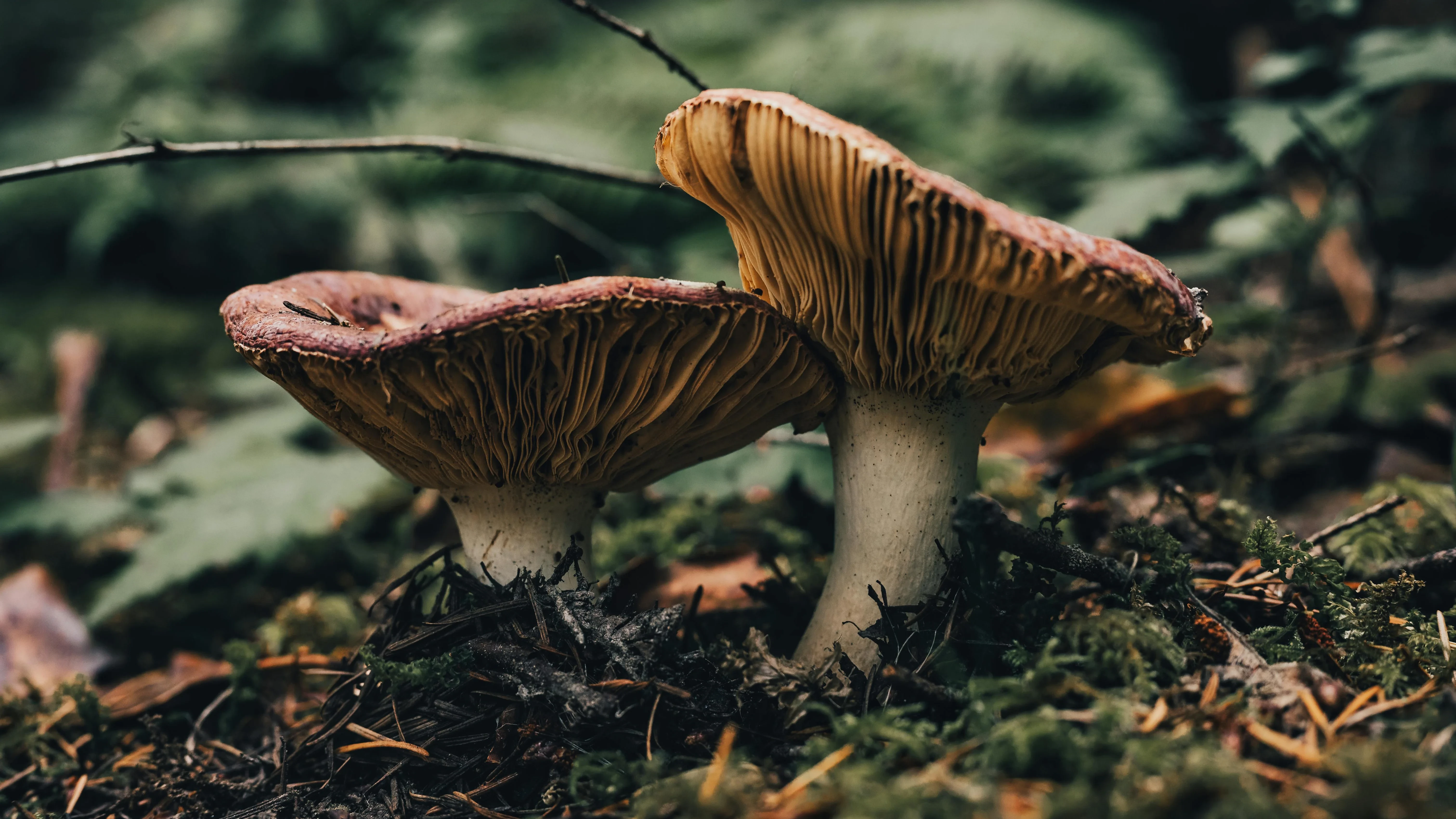 Essential Nootropics & Adaptogenic Mushrooms Checklist for Focus