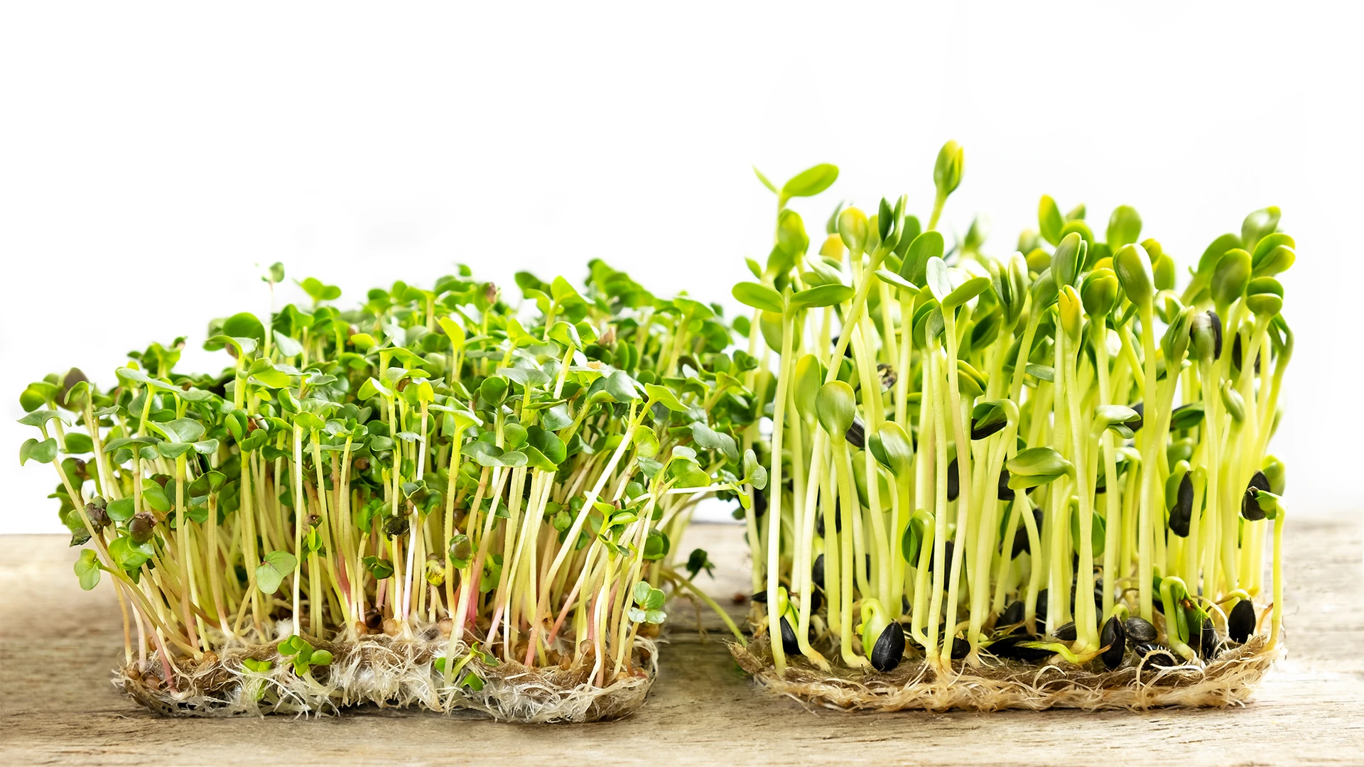 Sprouts Protein: Everything You Need to Know