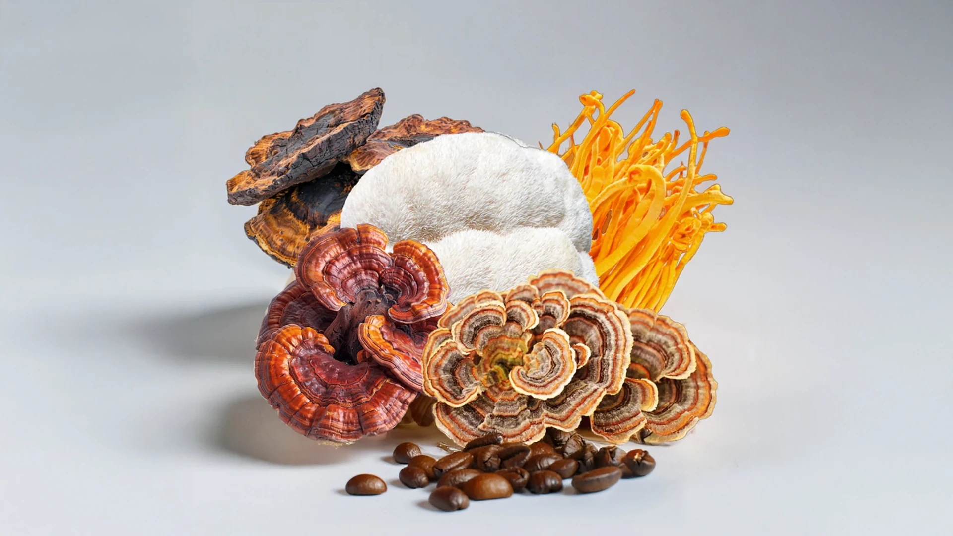 Everything You Need to Know About Lion's Mane Mushroom Extract