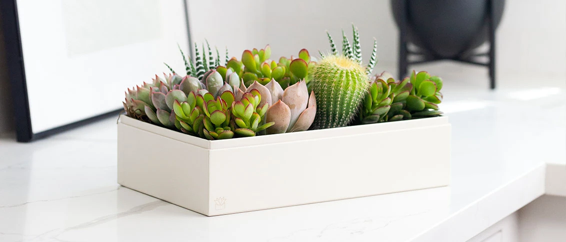 Shop Thanksgiving Plant Gifts & Succulents | Lula's Garden