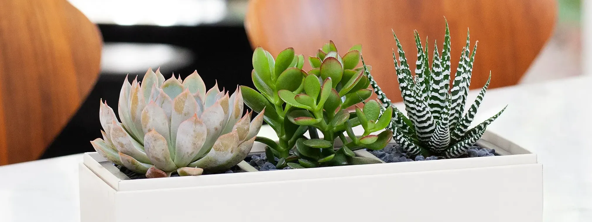 Effortless Greenery: Easy Houseplants to Thrive