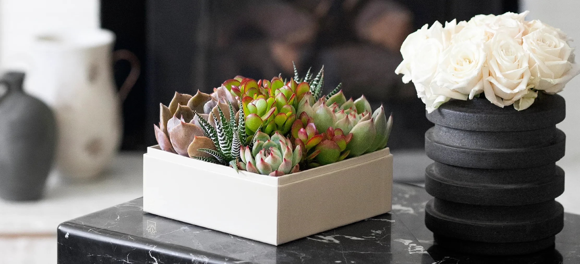 Are Succulents Safe for Dogs? What You Need to Know  Lula's Garden
