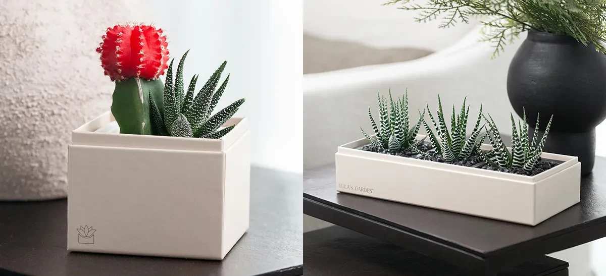 4th of July Succulent Gift FAQ: Your Questions Answered