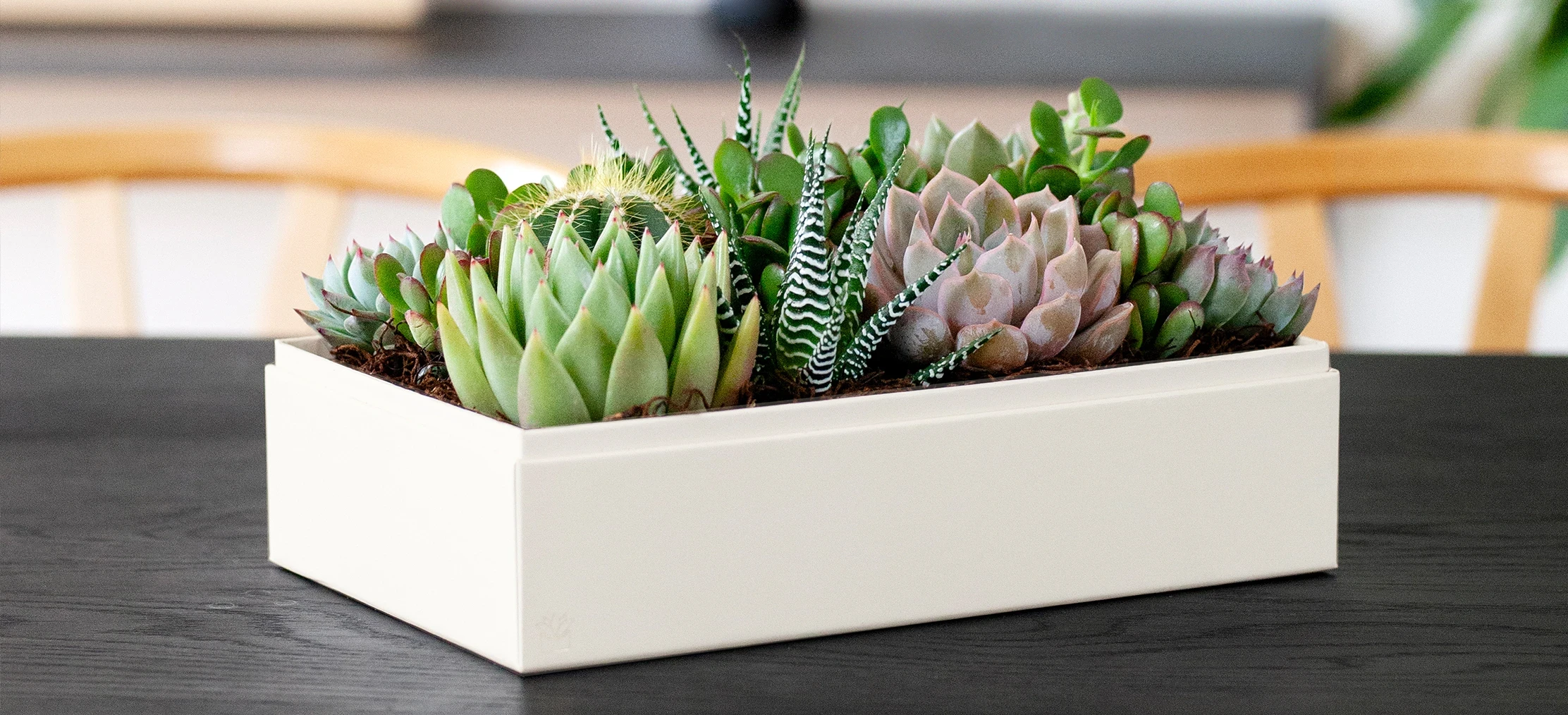 Are Succulents Safe for Dogs? What You Need to Know  Lula's Garden