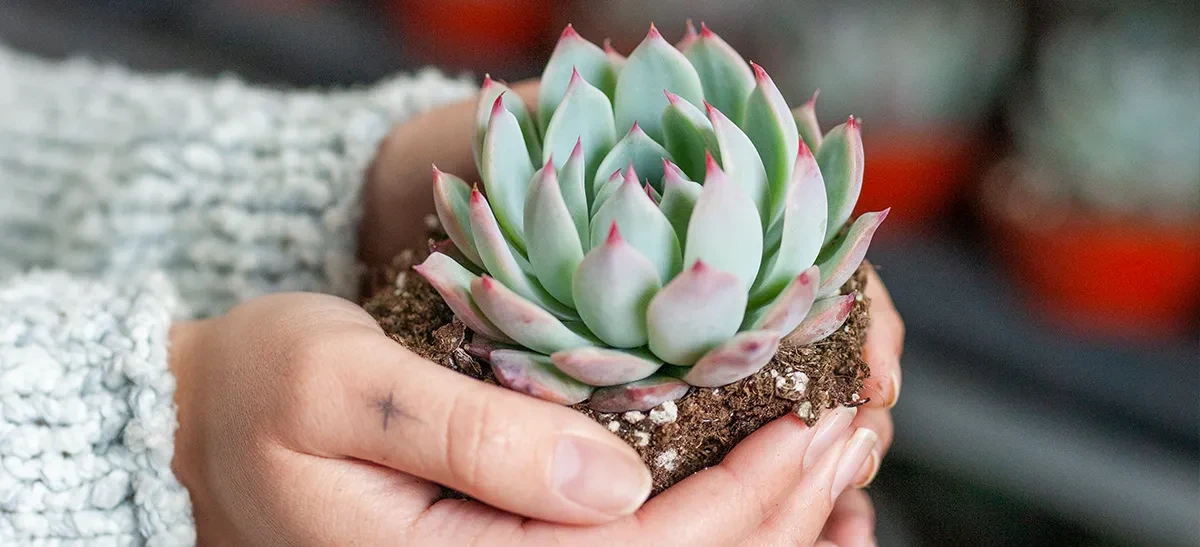 9 Essential Succulent Watering Tips for Thriving Plants