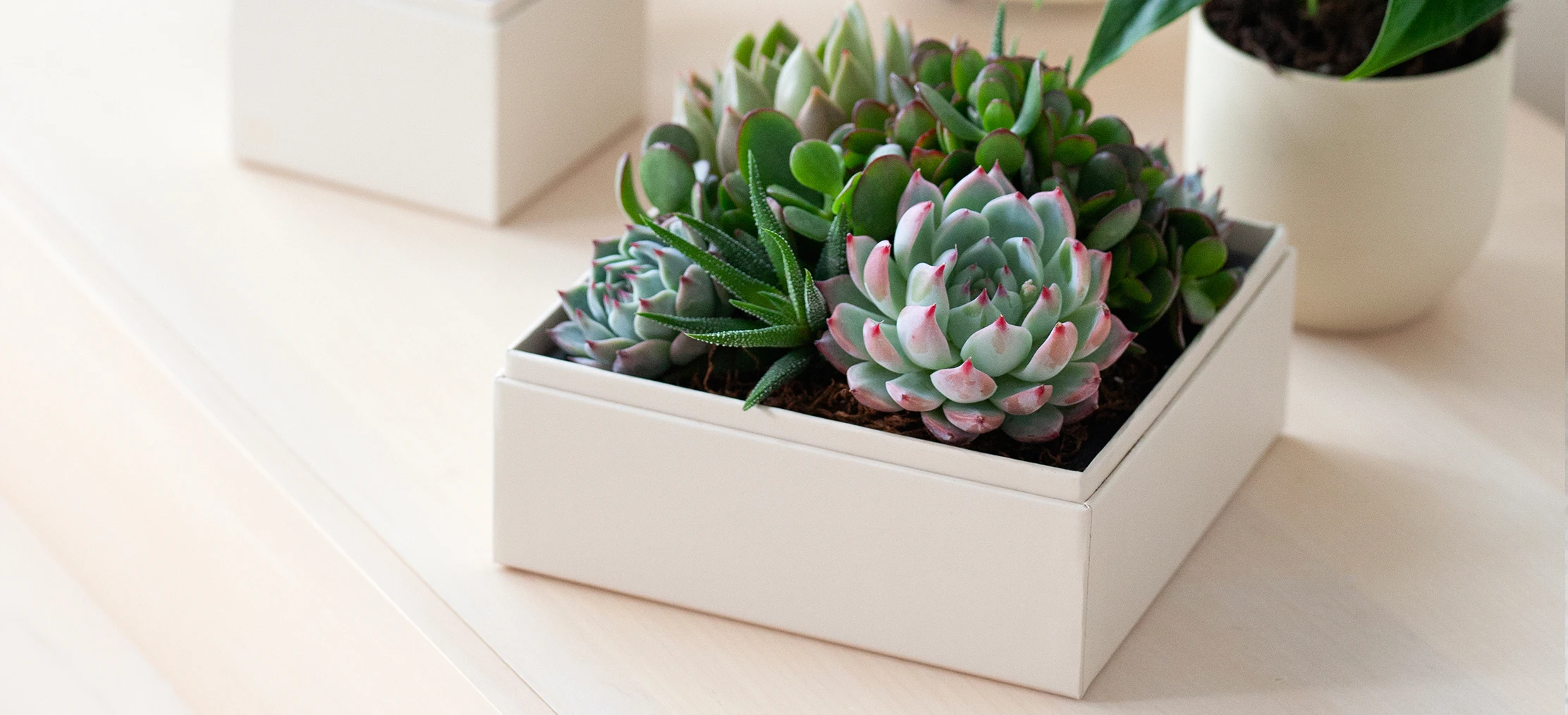 Can You Plant Succulents and Cacti Together? Tips for Happy Plants