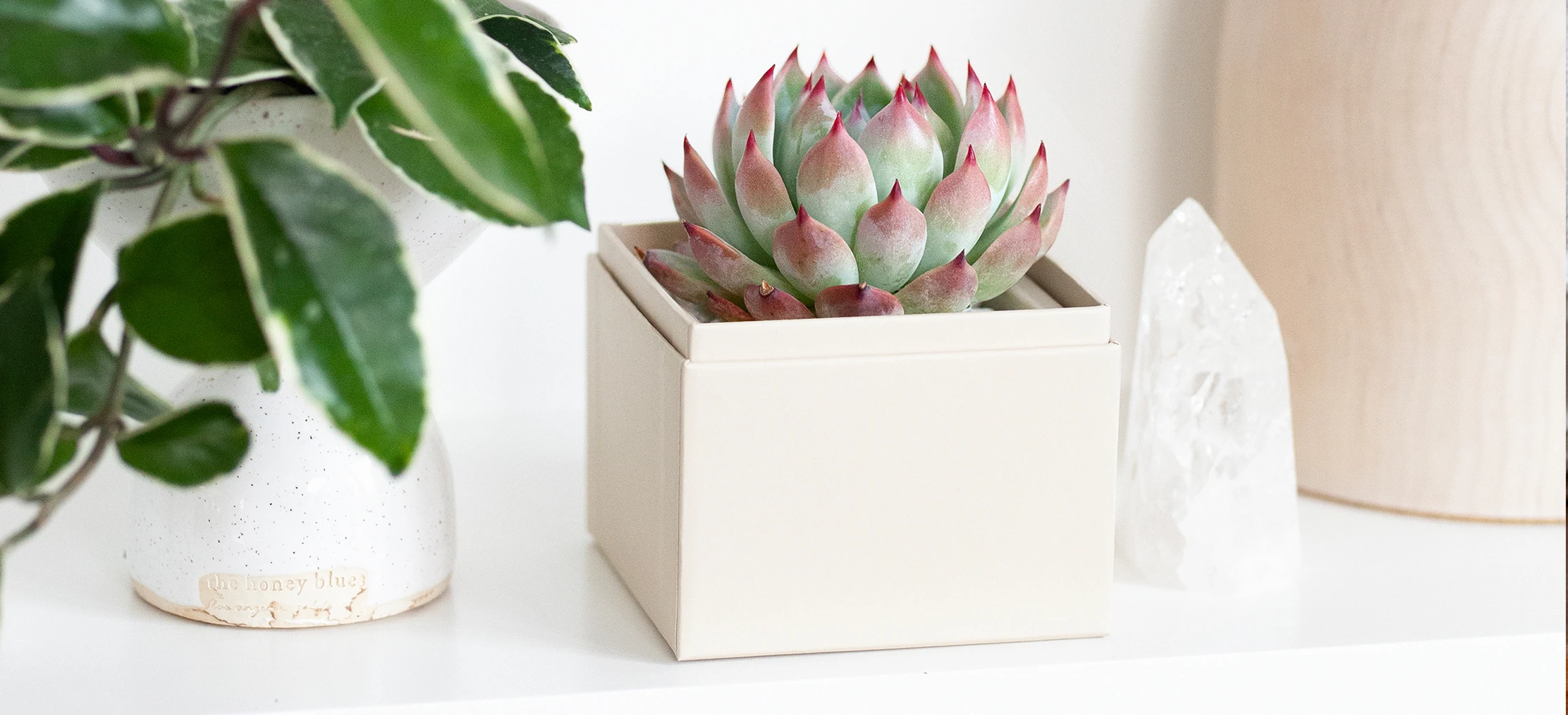 Essential Care Tips for Beginners with Succulents